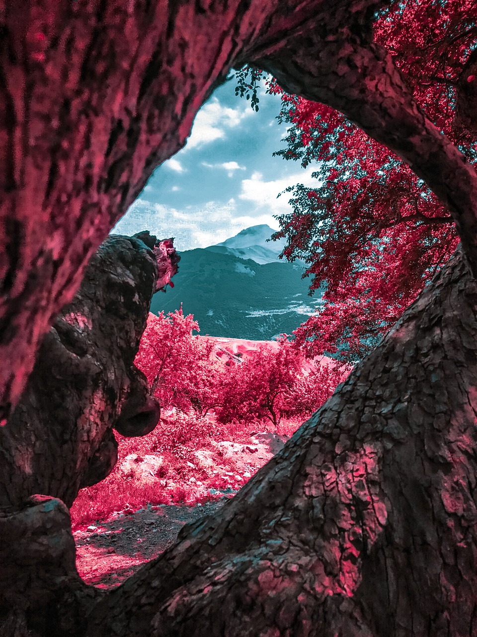 Pink Tree
